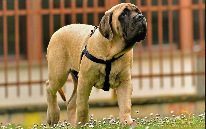Chó trung bình (như Cocker Spaniel, Bulldog) và tuổi già