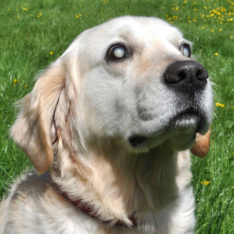 Chó Bị Đau Mắt Nhẹ Có Nguy Hiểm Không?