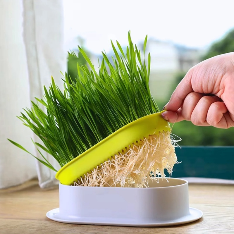 Cỏ Mèo Có Phù Hợp Với Mèo Con Không?