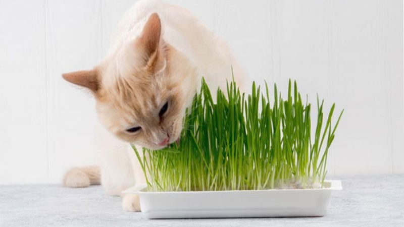 So sánh cỏ mèo tự trồng và mua sẵn qua các tiêu chí chính