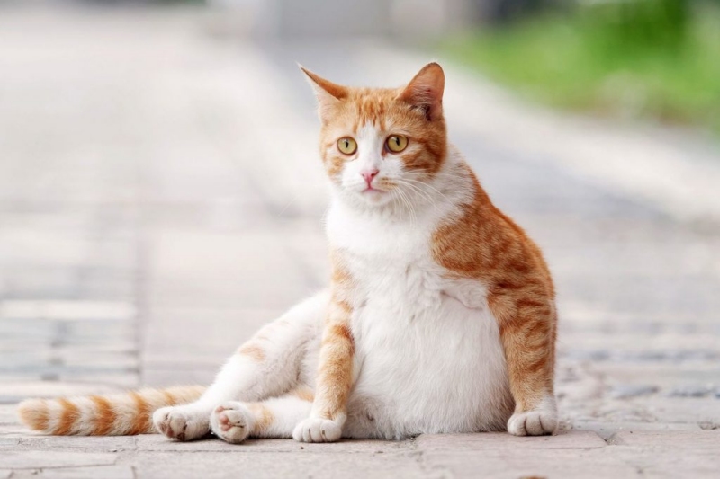 Các biểu hiện thay đổi hành vi của mèo khi mang thai