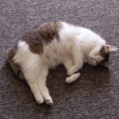 Mèo Mang Thai Bao Lâu Thì Sinh? Những Mốc Quan Trọng Cần Nhớ