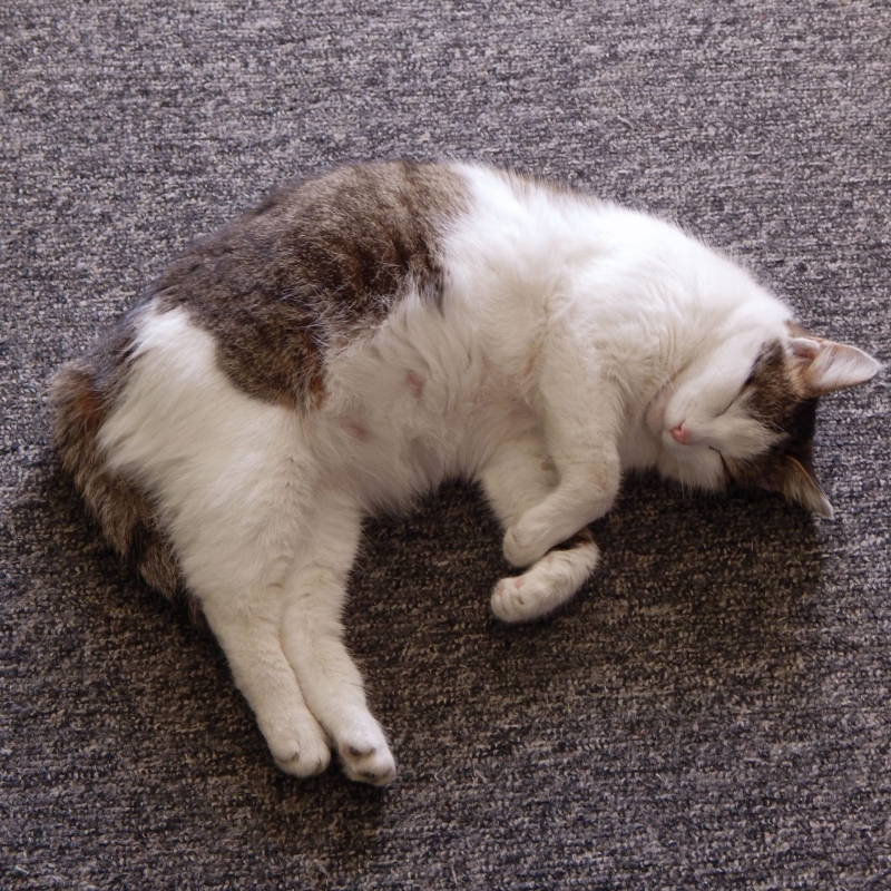 Mèo Mang Thai Bao Lâu Thì Sinh? Những Mốc Quan Trọng Cần Nhớ