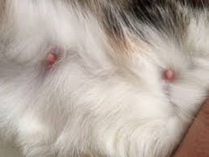 Dấu hiệu mang thai giả