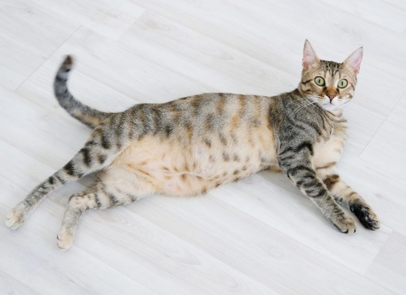 Thời gian mang thai của mèo và các yếu tố ảnh hưởng