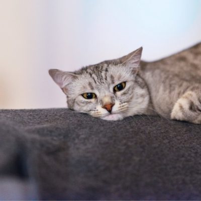 Vì Sao Mèo Hay Kêu Và Không Phải Lúc Nào Cũng Do Đói