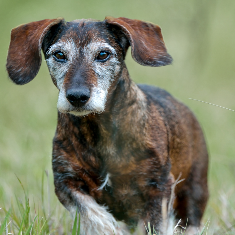 Những Sai Lầm Khi Nuôi Chó Mà Nhiều Người Mắc Phải