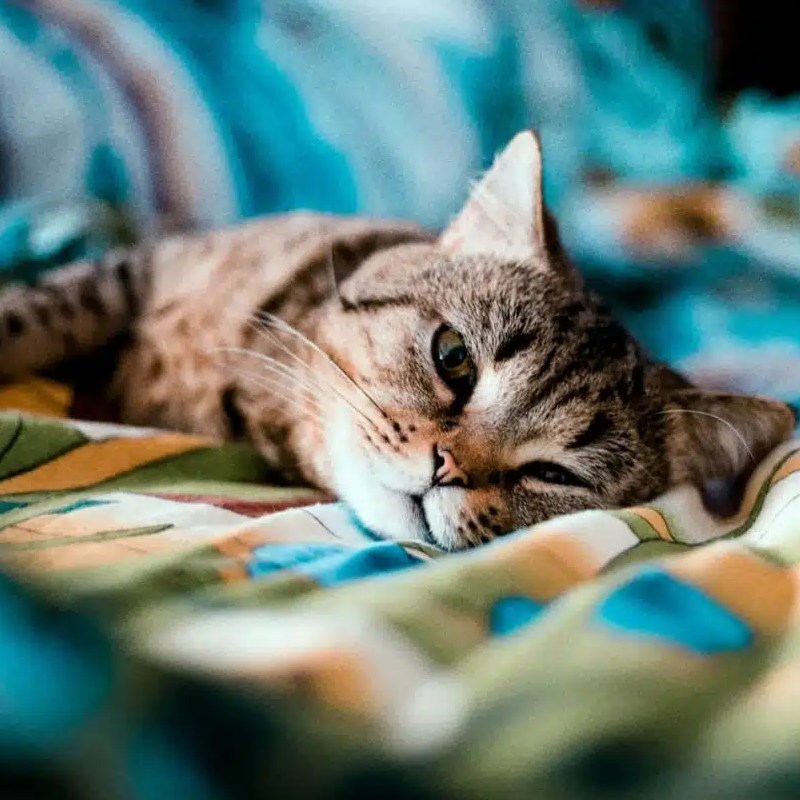 Thú Cưng Có Cảm Nhận Được Thời Tiết Không?