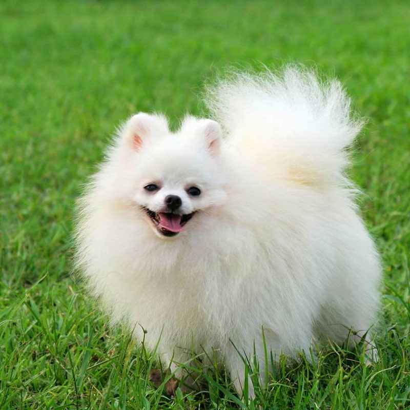 Tuổi Chó Theo Cân Nặng Có Chính Xác Không?