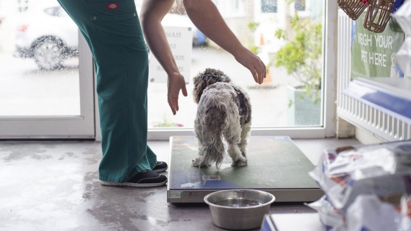 Tuổi Chó Theo Cân Nặng Có Chính Xác Không?