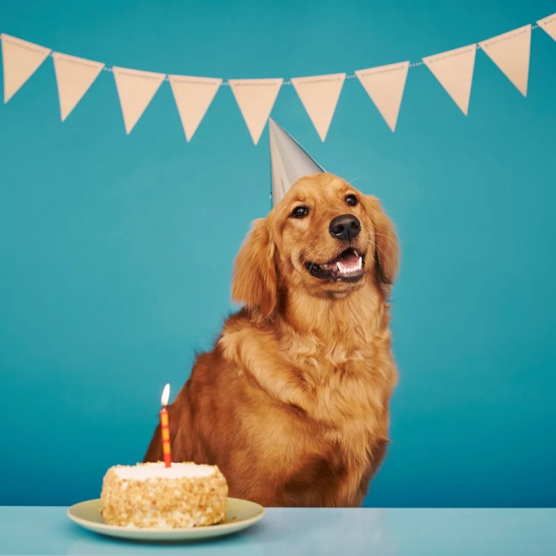 Tuổi Chó Tính Theo Cân Nặng Có Chính Xác Không?