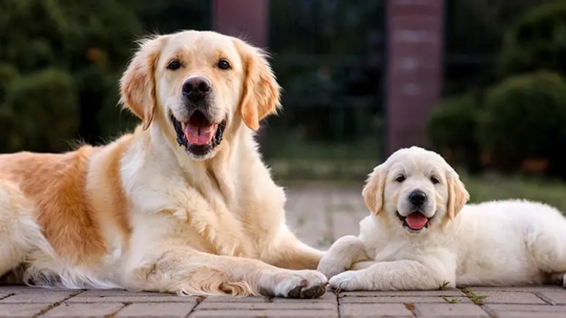 Tuổi Chó Tính Theo Cân Nặng Có Chính Xác Không?