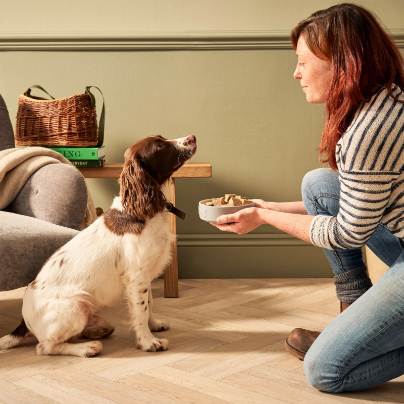 Chó Mang Thai Mấy Tháng Và Có Khác Gì So Với Mèo?