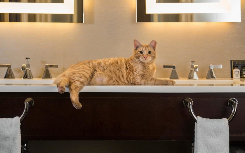 Những điều cần biết trước khi gửi mèo tại pet hotel