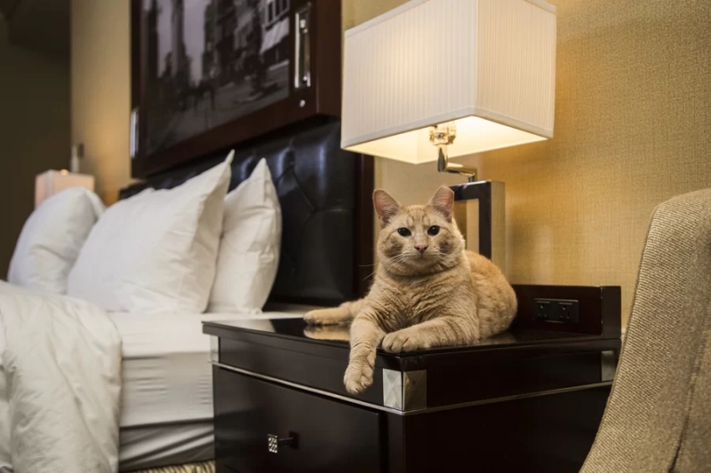 Những điều cần biết trước khi gửi mèo tại pet hotel