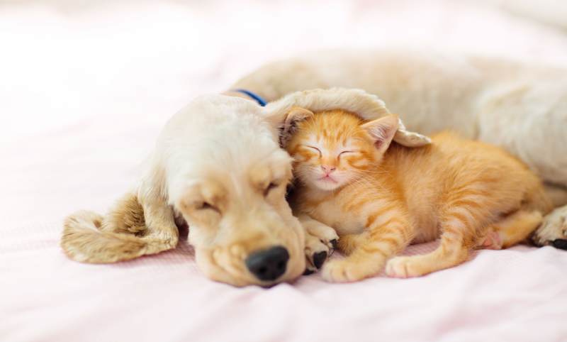 Lịch Chích Ngừa Và Sổ Giun Chuẩn Cho Chó Mèo Nuôi Trong Nhà