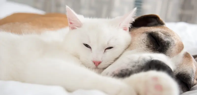Lịch Chích Ngừa Và Sổ Giun Chuẩn Cho Chó Mèo Nuôi Trong Nhà
