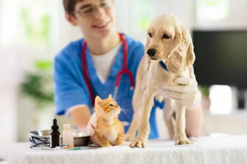 Lịch Chích Ngừa Và Sổ Giun Chuẩn Cho Chó Mèo Nuôi Trong Nhà
