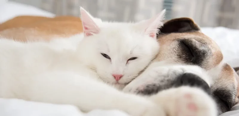 Lịch Chích Ngừa Và Sổ Giun Chuẩn Cho Chó Mèo Nuôi Trong Nhà