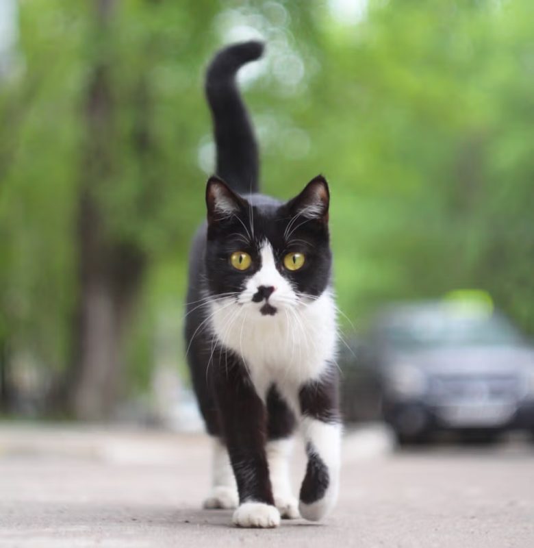 Mèo Quẫy Đuôi Có Phải Đang Vui Không?