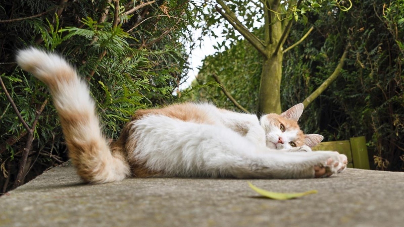 Mèo Quẫy Đuôi Có Phải Đang Vui Không?