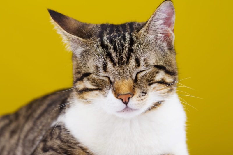 Ngôn Ngữ Loài Mèo: Cách Mèo Giao Tiếp Với Con Người