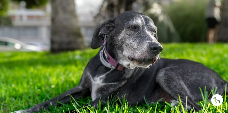 Sai Lầm Phổ Biến Khi Nuôi Chó Già