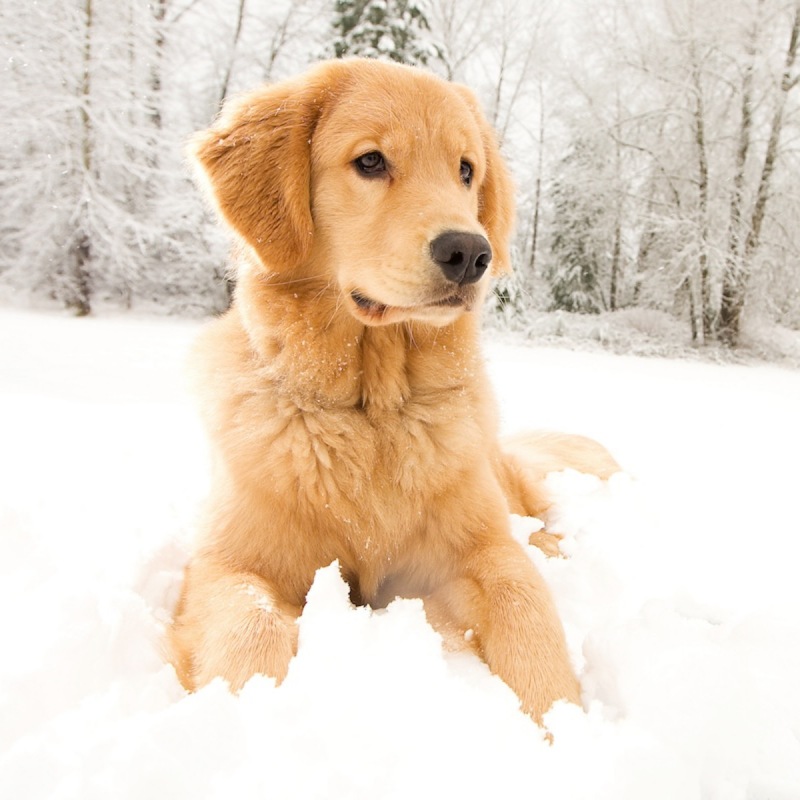 Tuổi Chó Tính Theo Cân Nặng Có Chính Xác Không?