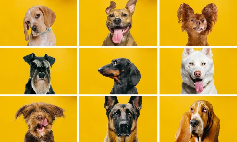 Tuổi Thọ Các Giống Chó Nuôi Phổ Biến