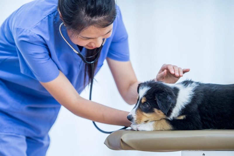 Hiểu rõ những đặc điểm của mùa khô và tác động của nó đến sức khỏe chó