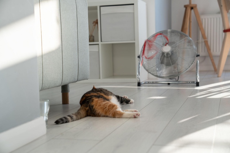 Các biện pháp phòng tránh mèo bị sốc nhiệt trong mùa nóng