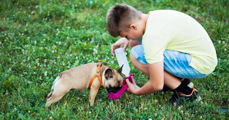 Sốc nhiệt ở chó mèo: Dấu hiệu, nguyên nhân và cách xử lý khẩn cấp