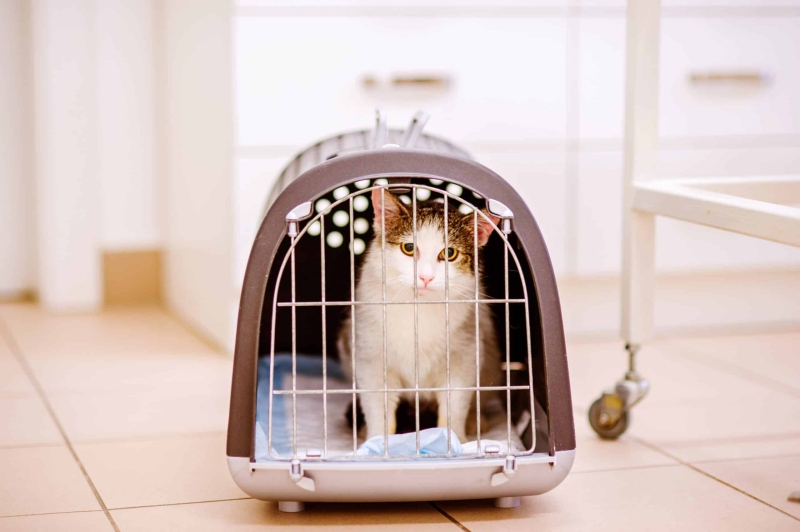 Các bước chuẩn bị để đảm bảo vận chuyển mèo an toàn