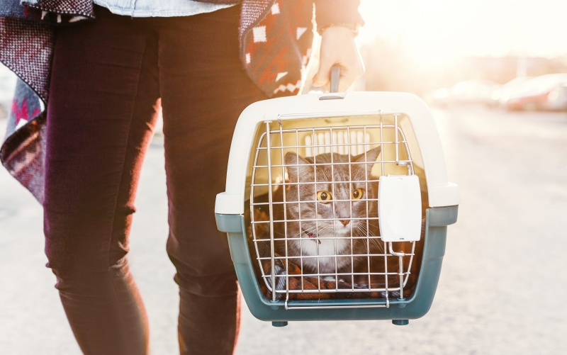 Các yếu tố cần lưu ý khi chọn dịch vụ vận chuyển mèo toàn quốc
