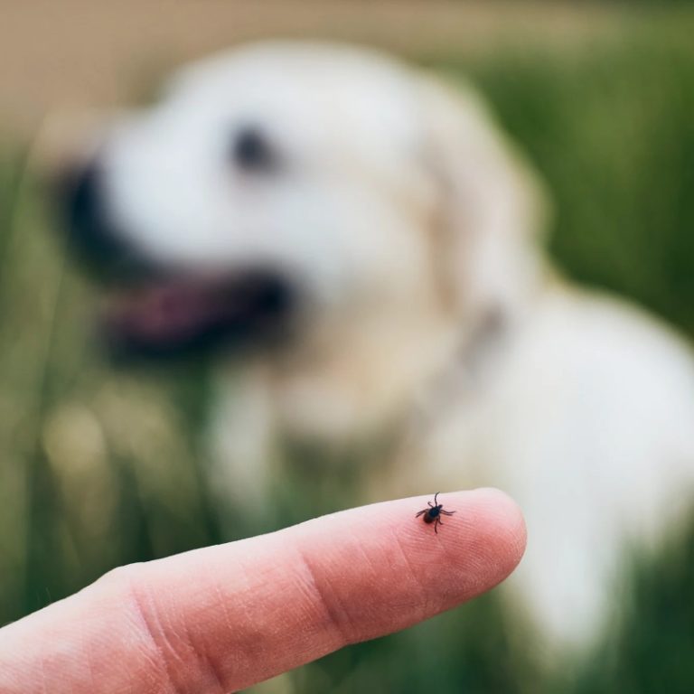Ve chó là gì? Cách nhận biết và tiêu diệt ve chó hiệu quả