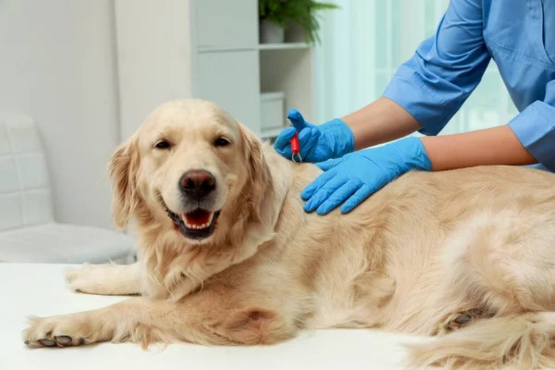 Ve chó là gì? Cách nhận biết và tiêu diệt ve chó hiệu quả