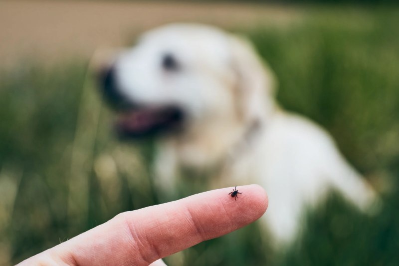 Ve chó là gì? Cách nhận biết và tiêu diệt ve chó hiệu quả