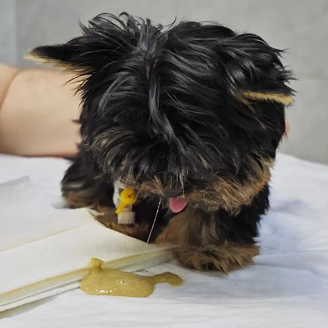 Chó bị bệnh