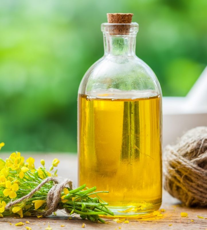 Mèo bị bệnh