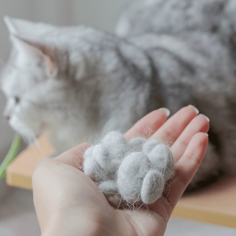 Mèo bị bệnh