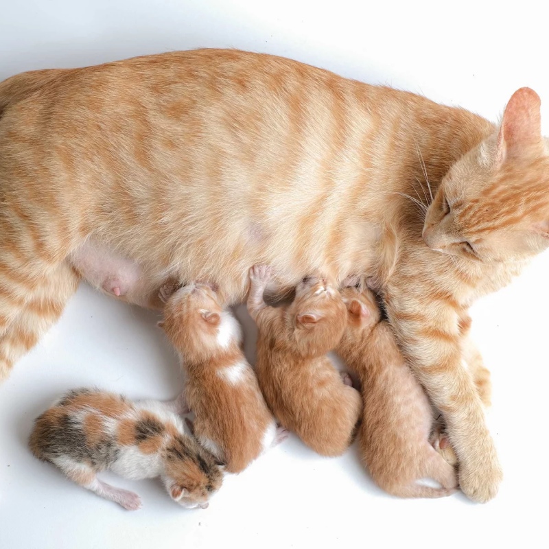 Cần bị những gì trước khi mèo đẻ
