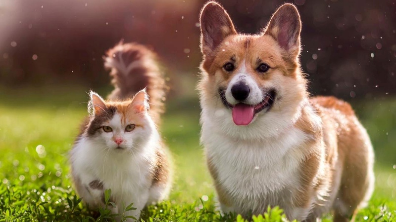 Địa điểm trông giữ chó mèo hàng đầu tại TP.HCM