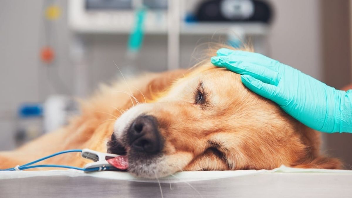 Điều trị bệnh cho chó mèo
