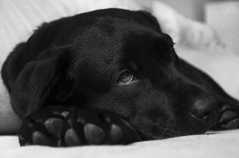 Vì Sao Chó Bám Chủ Và Thích Đi Theo Chủ Mọi Lúc?