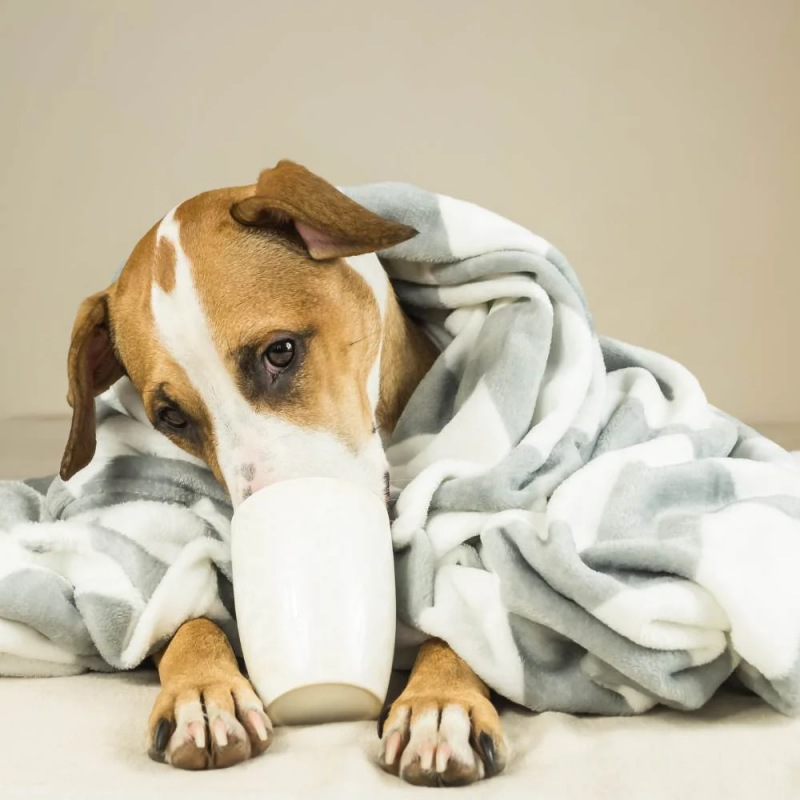Chó bị bệnh: Những điều cần biết khi chó bị ho