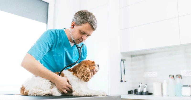 Chó bị bệnh: Những điều cần biết khi chó bị ho