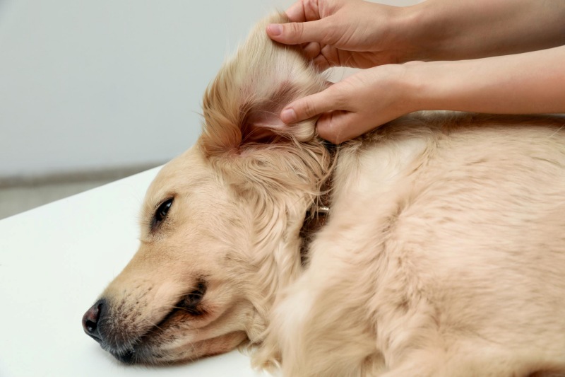 Chị bị bệnh, chó vị ve rận và những điều cần biết