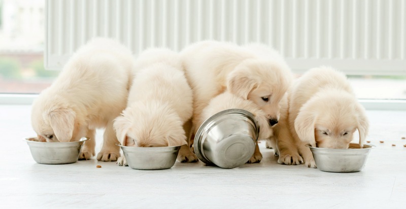 Cách chọn đồ ăn cho chó con và xây dựng khẩu phần ăn