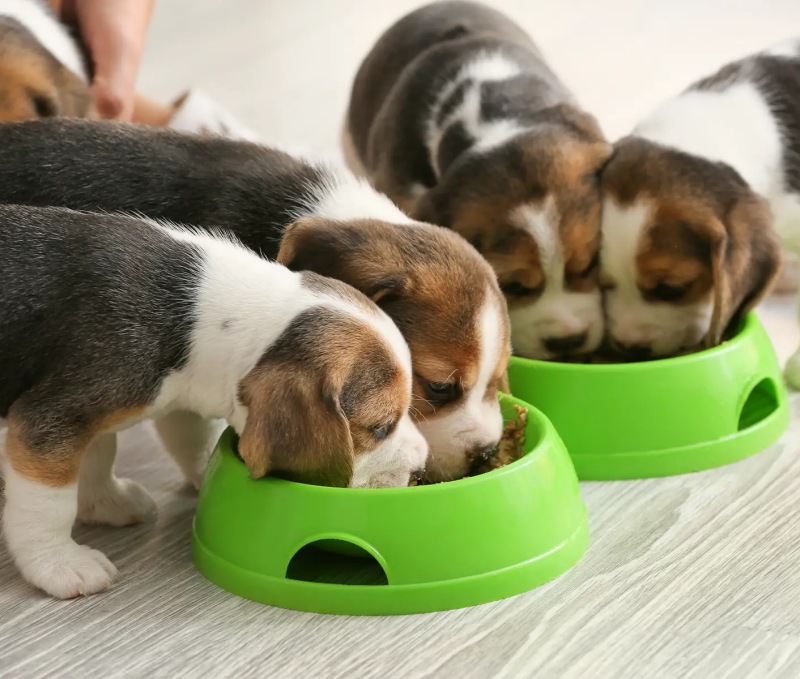 Cách chọn đồ ăn cho chó con và xây dựng khẩu phần ăn