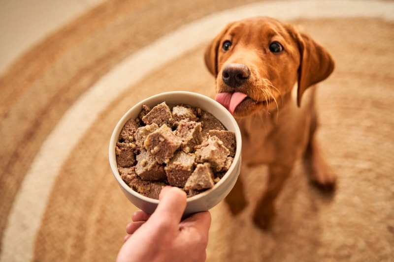 Cách chọn đồ ăn cho chó con và xây dựng khẩu phần ăn